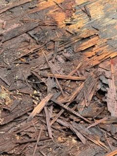 Close-up of weathered brown wood chips and bark mulch scattered on the ground