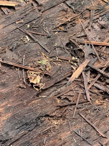 Close-up of wet brown wood chips and mulch with a small yellow-green plant sprout