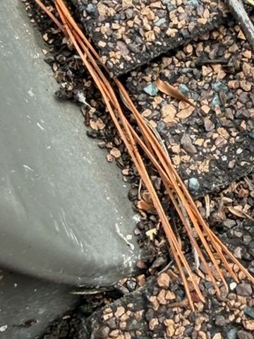Brown pine needles and pebbles beside a gray concrete curb on wet pavement