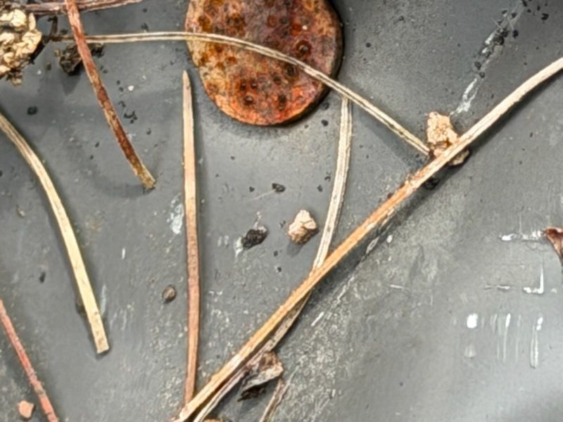 Rusty metal lid with debris and dried plant stems on a gray surface