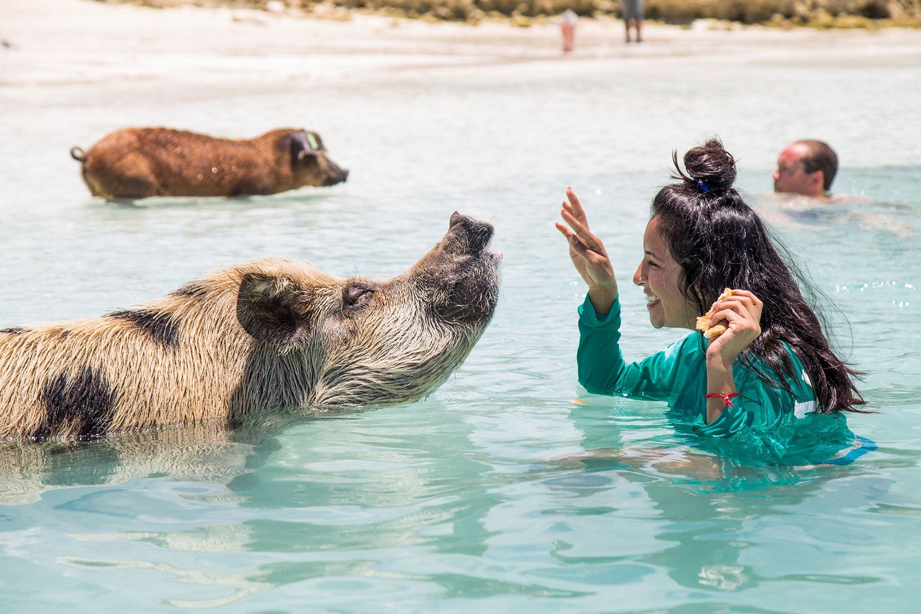 girl playing with the pig