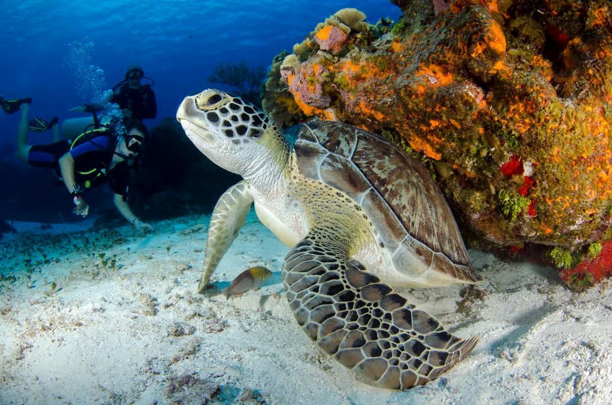 Sharm El Sheikh Red Sea with colorful coral reefs, clear blue water and beautiful marine life
