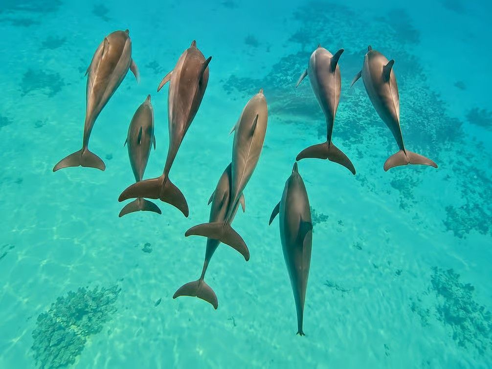 Samadai Dolphin House near Marsa Alam with dolphins, clear Red Sea waters and colorful coral reefs.