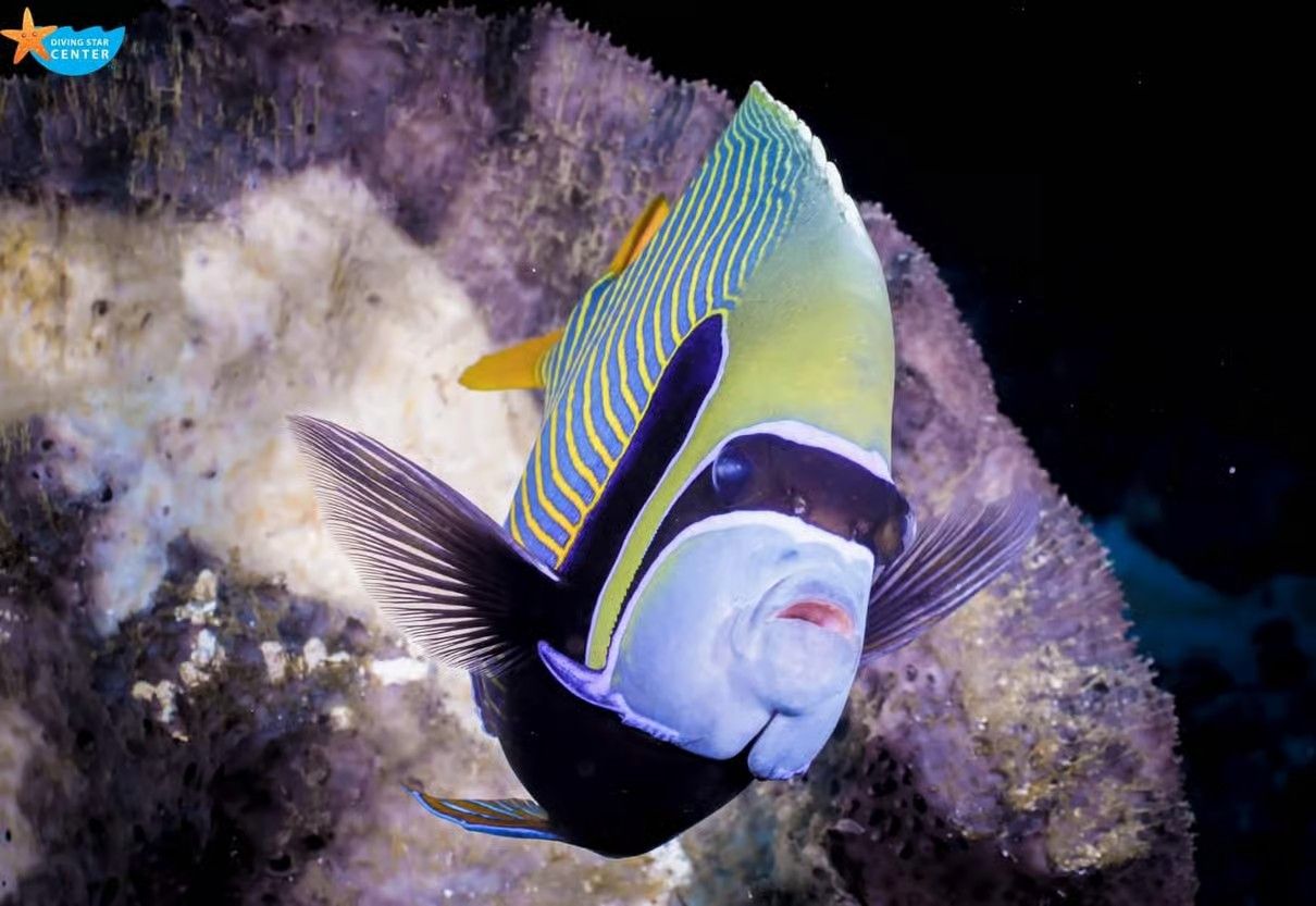 Hurghada Grand Aquarium with sharks, rays, turtles and underwater marine life exhibits in Egypt.