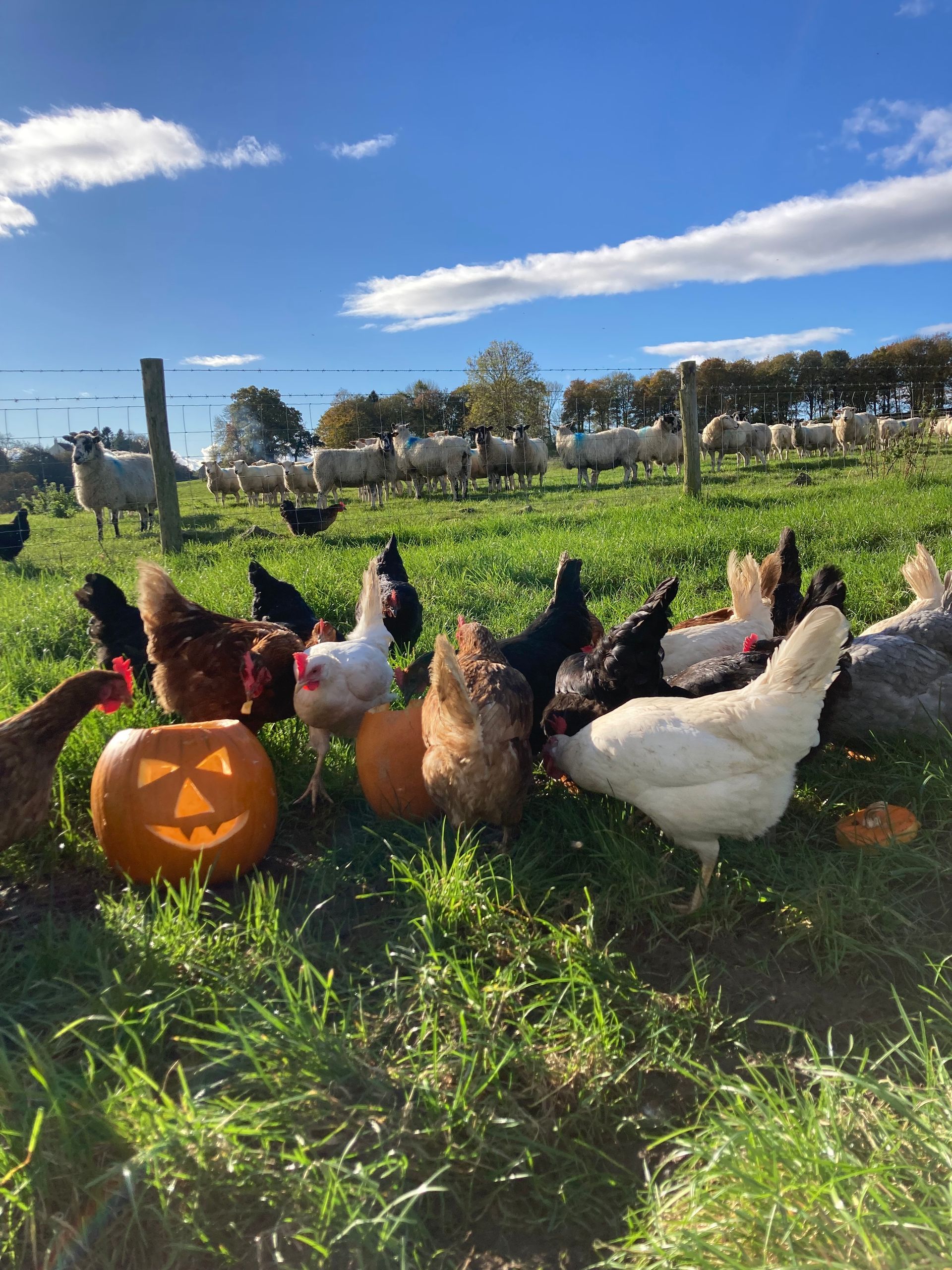 Sheep and pasture raised hens for lamb boxes and eggs, at Mallard Grange Farm near Fountains Abbey in Ripon North Yorkshire