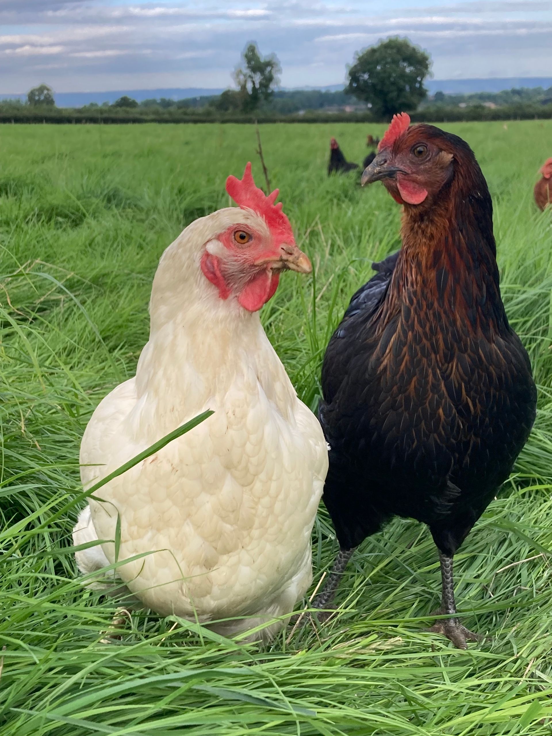 Pasture raised hens, enjoying free range lifestyle in mobile hen house at Ripon Mallard Grange Farm.