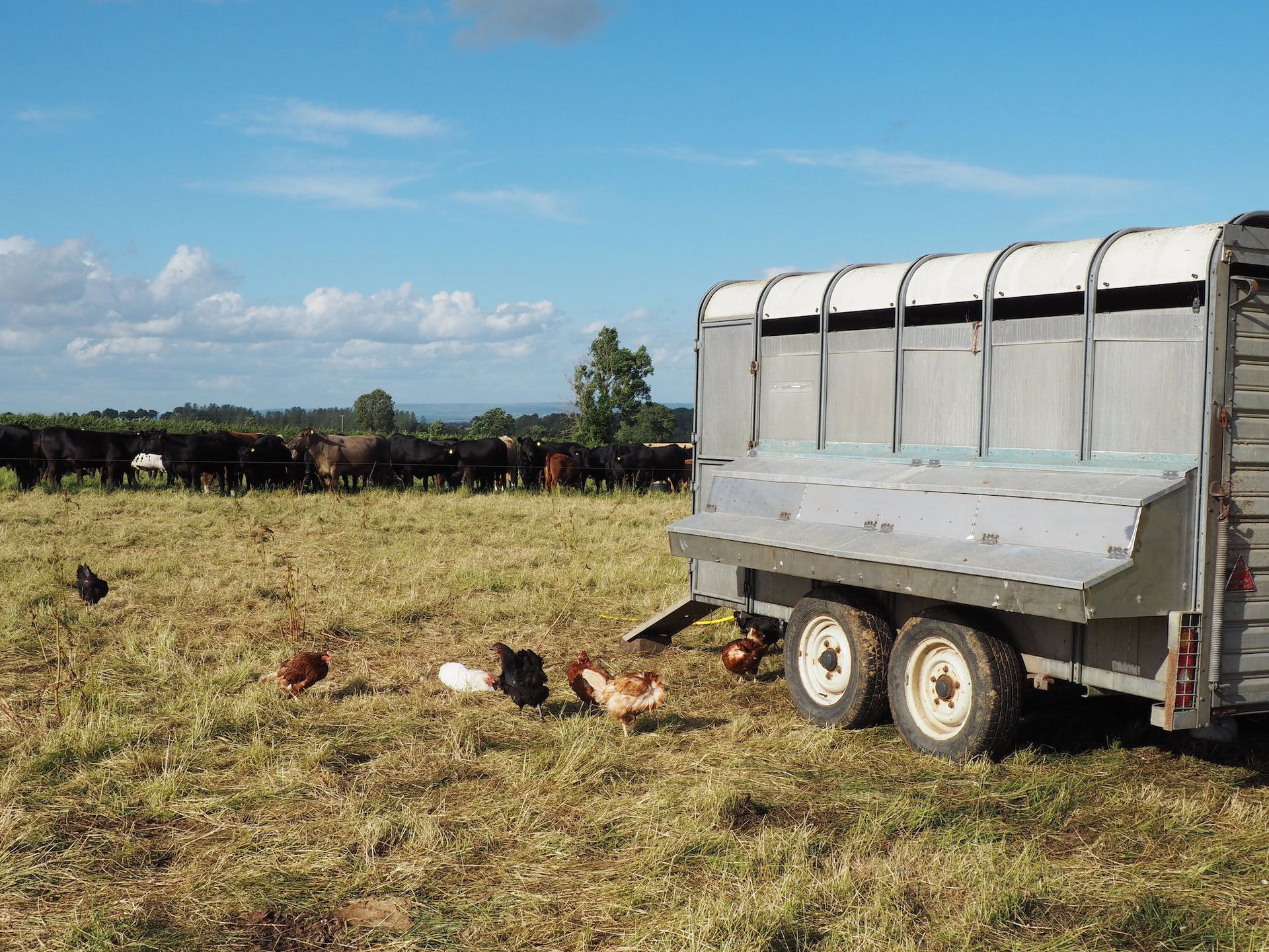 Hens in a mobile egg unit, pasture raised eggs available for sale in Ripon and North Yorkshire from Mallard Grange Farm.