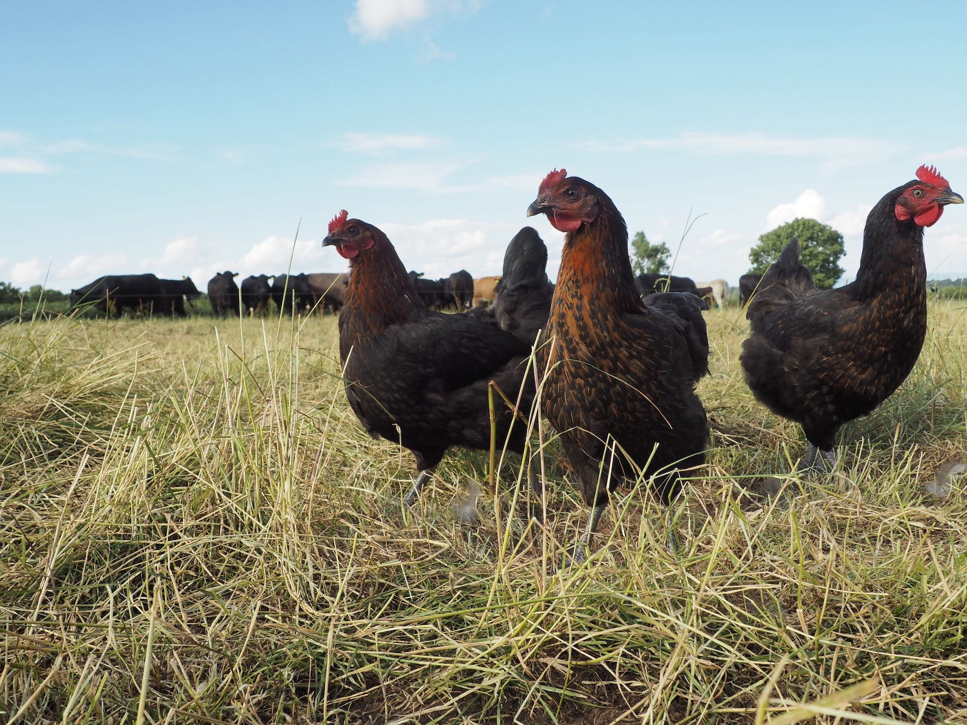 Pasture raised hens alongside suckler herd of cattle in regeneratively farmed grassland at Mallard Grange Farm