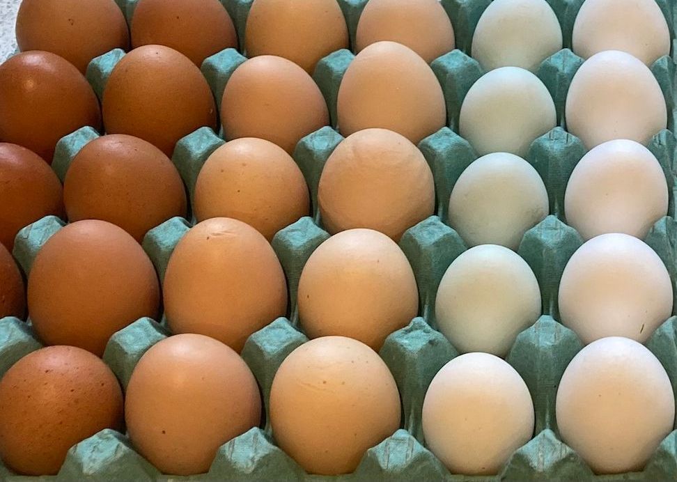 Mixed breed pasture raised hens, producing mixed hell colour eggs, highly nutritious thanks to free range lifestyle.