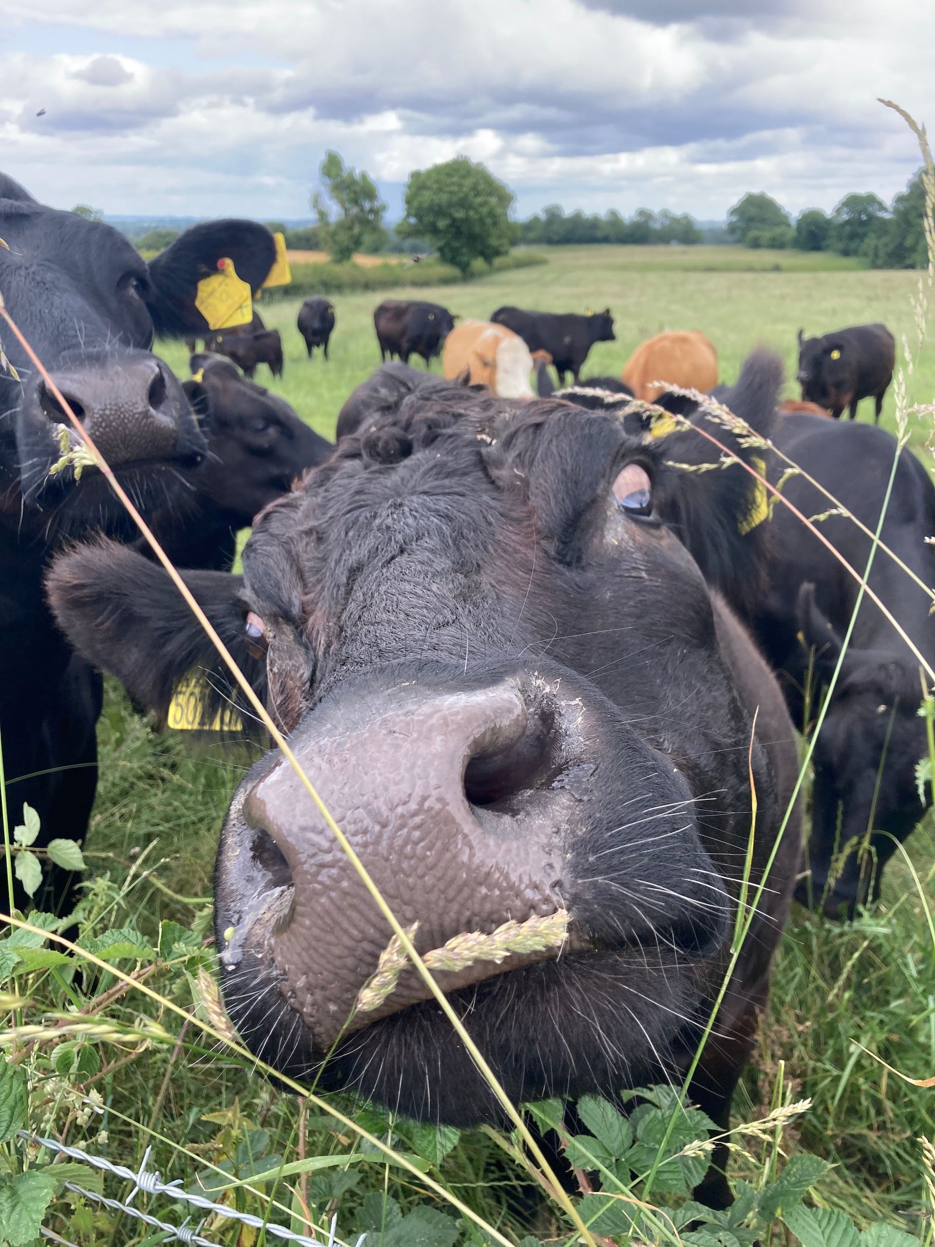Suckler herd of Aberdeen Angus and Hereford cows, grass fed and farmed regeneratively at Mallard Grange Farm in Ripon.