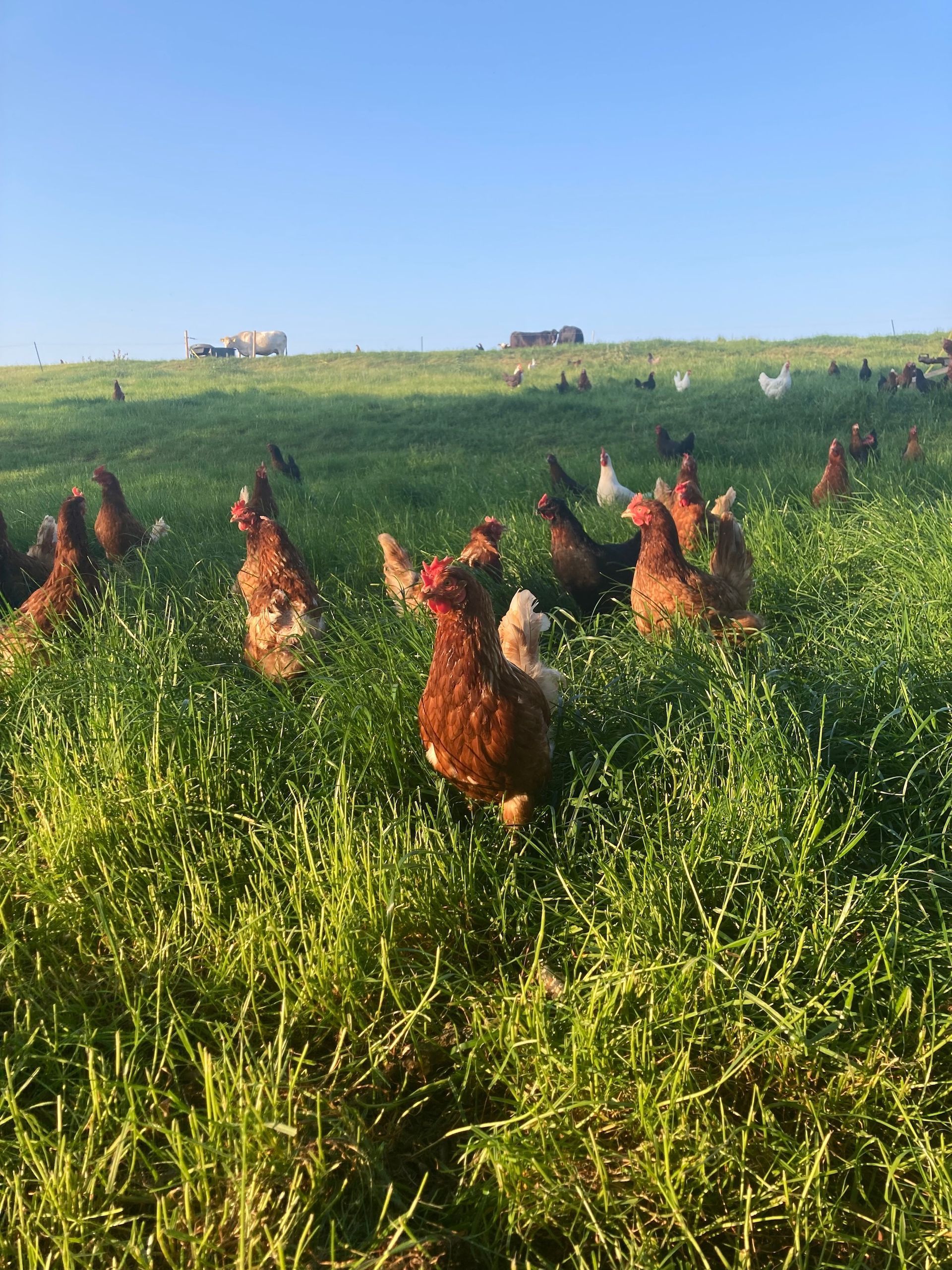 Mixed breed hens, pasture raised and regenerative agriculture, free range alongside cattle, eggs for sale at Mallard Grange