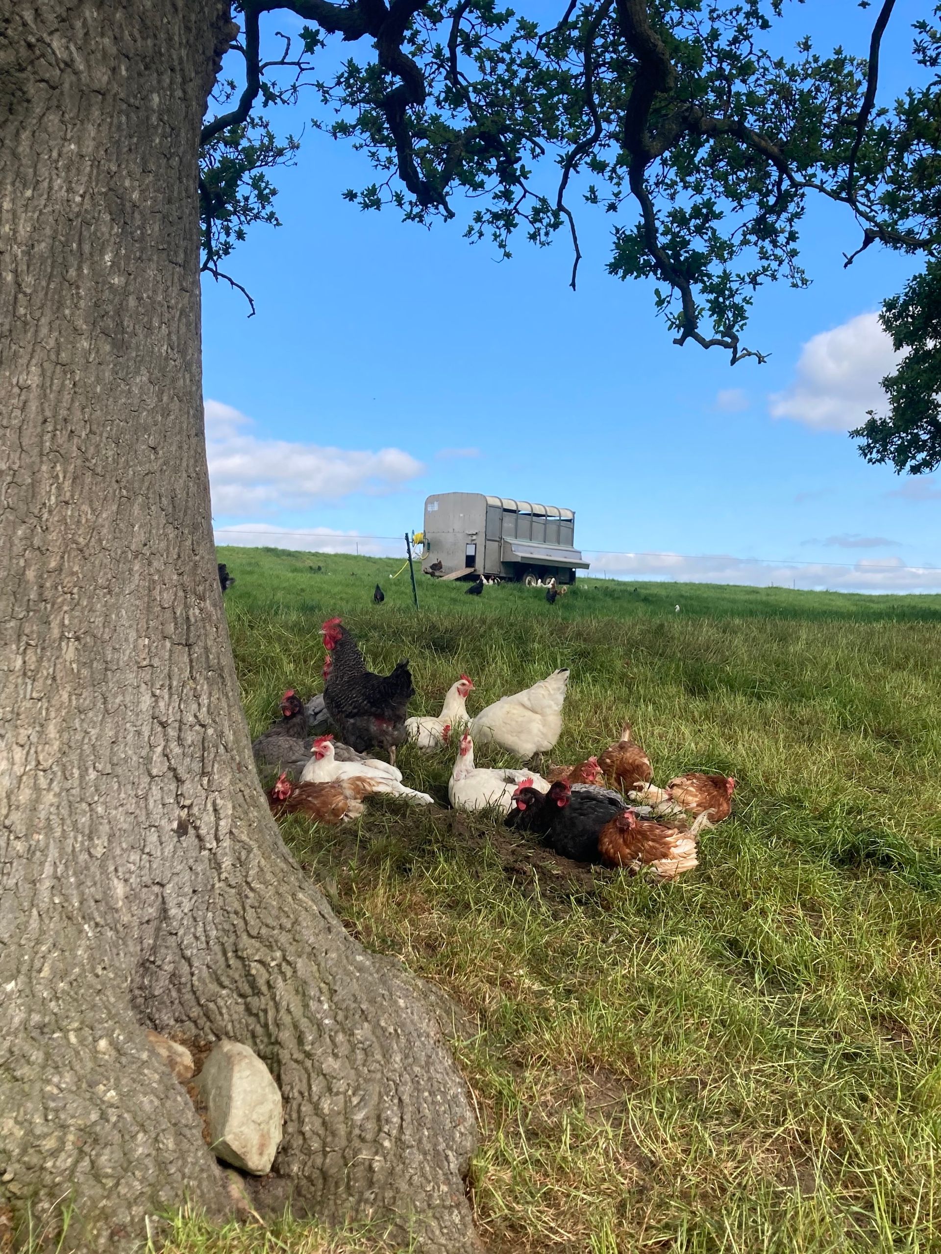 Mobile egg unit with pasture raised hens at North Yorkshire farm near Fountains Abbey, Mallard Grange Farm
