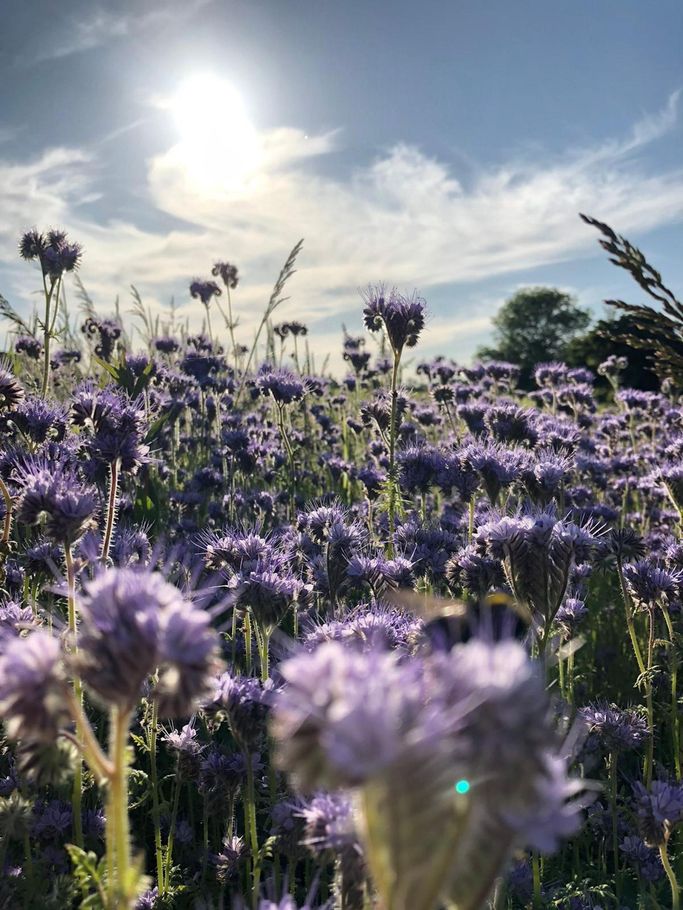 Cover crop of phacelia at Mallard Grange Farm in Ripon North Yorkshire with beneficial insects and strong rooting structure 