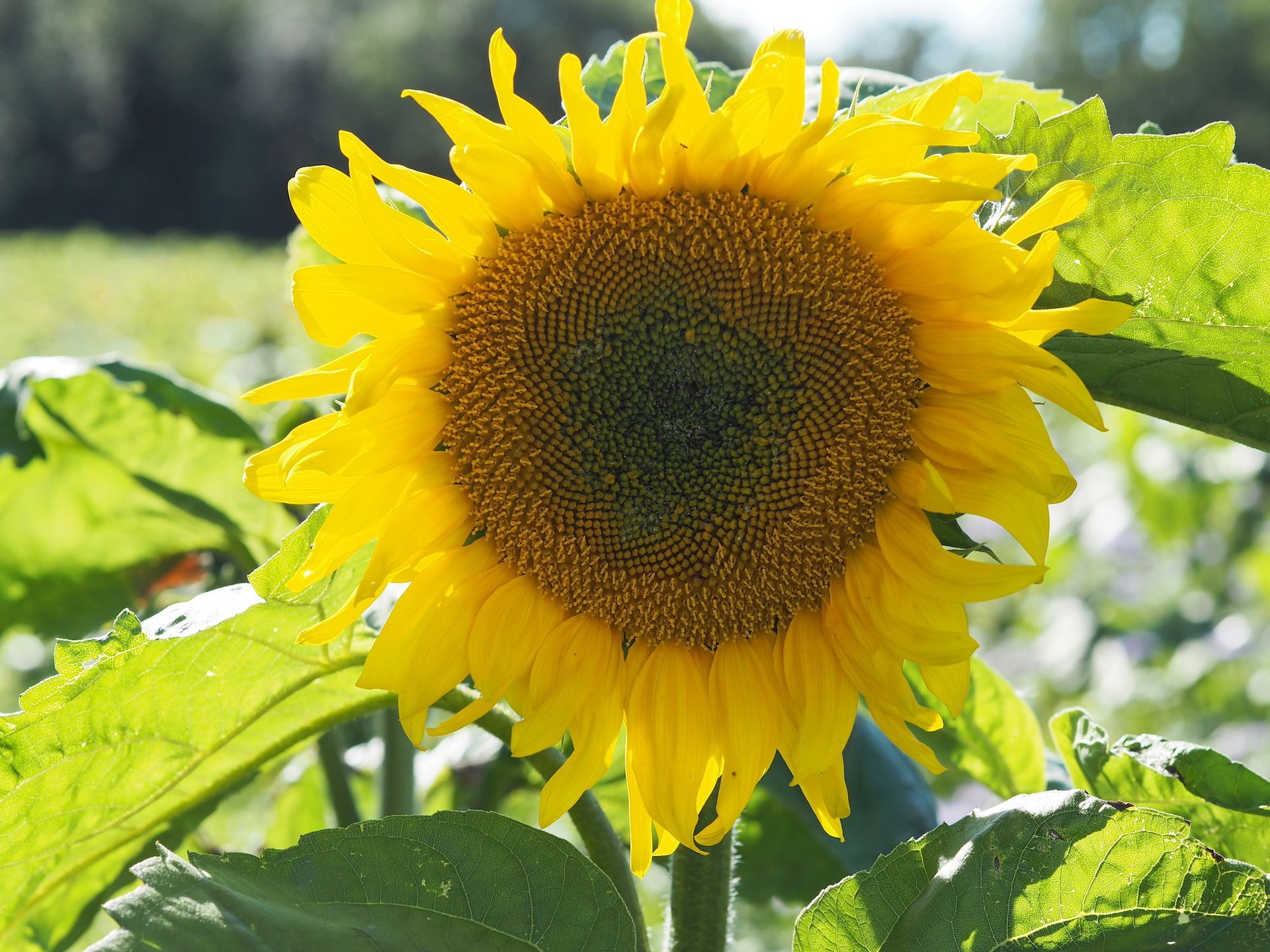 Sunflowers for pick your own events and within cover crops at Mallard Grange Farm in North Yorkshire