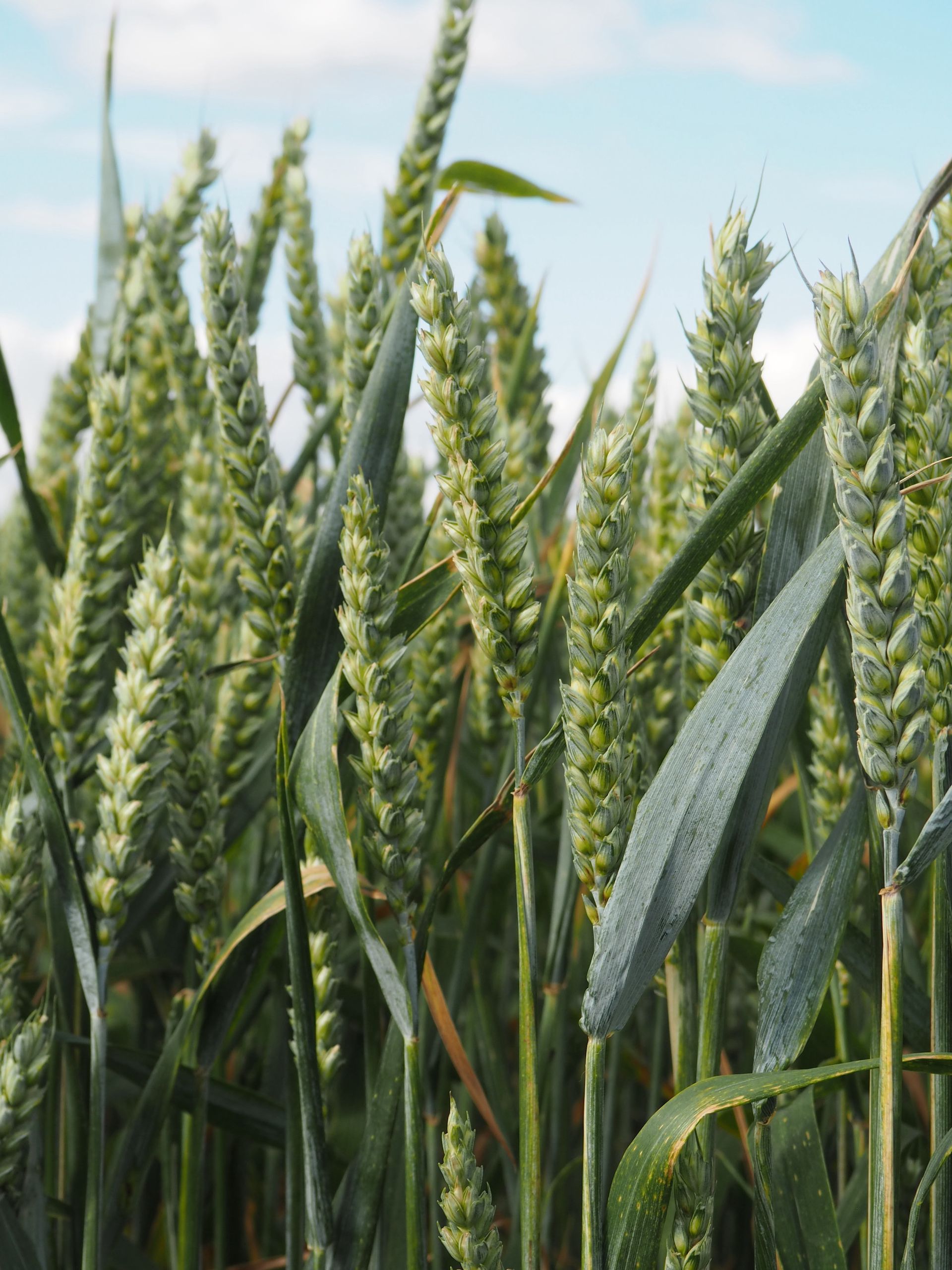 Crop of spring wheat from arable field in Ripon North Yorkshire at Mallard Grange Farm