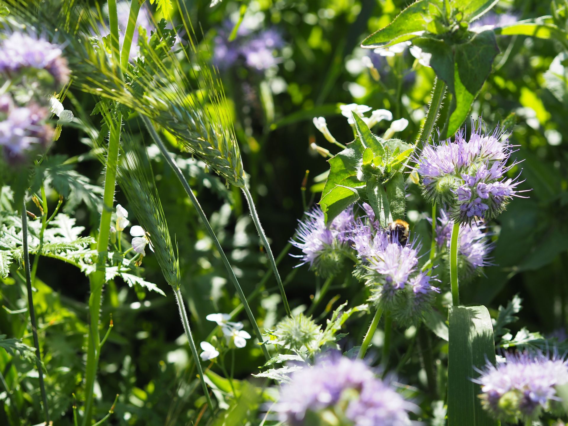Cover crop with bees and beneficial insects at Mallard Grange Farm in North Yorkshire