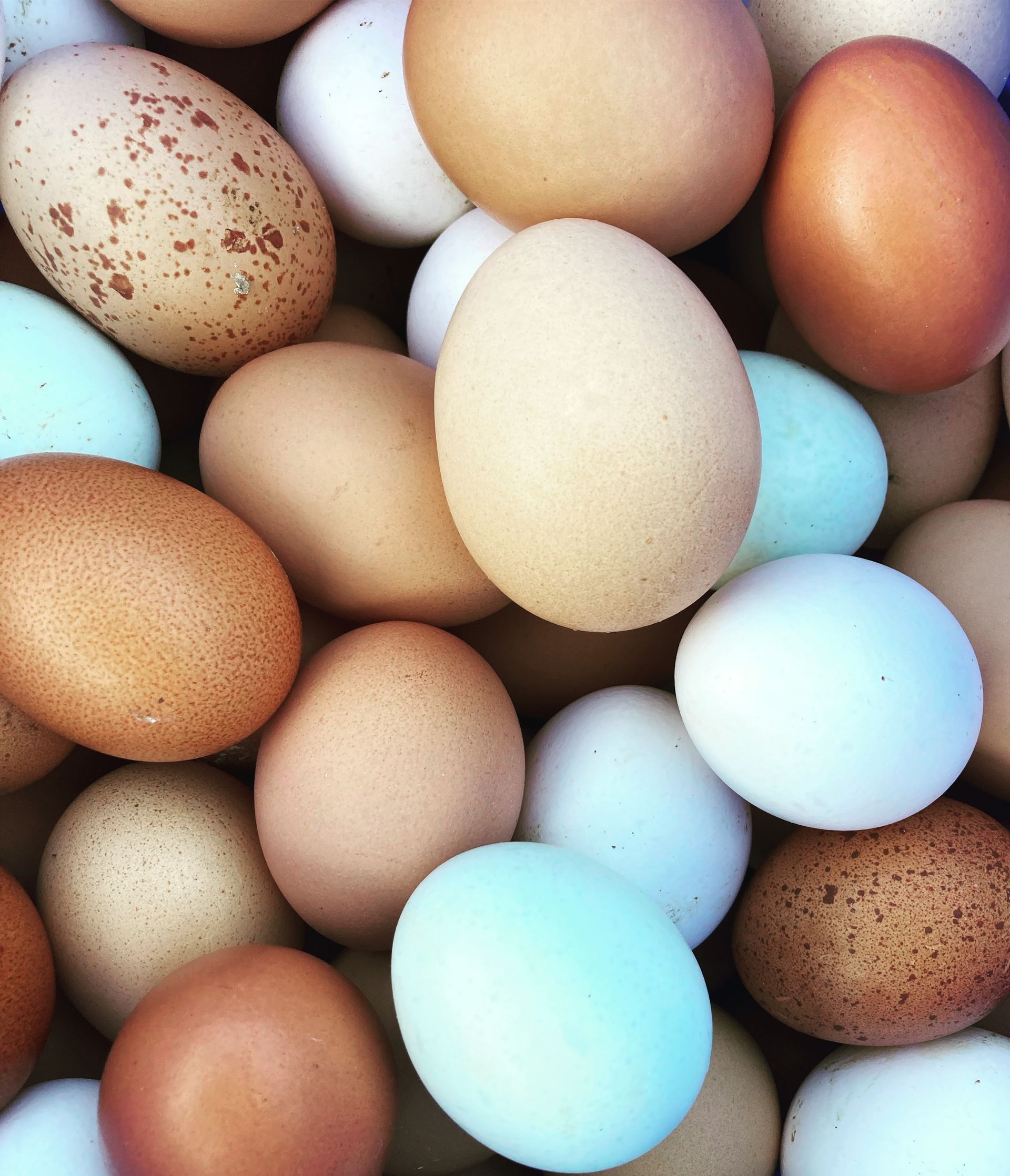 Pasture Raised hen eggs available to buy from Mallard Grange Farm in Ripon North, Yorkshire farmed regenerately