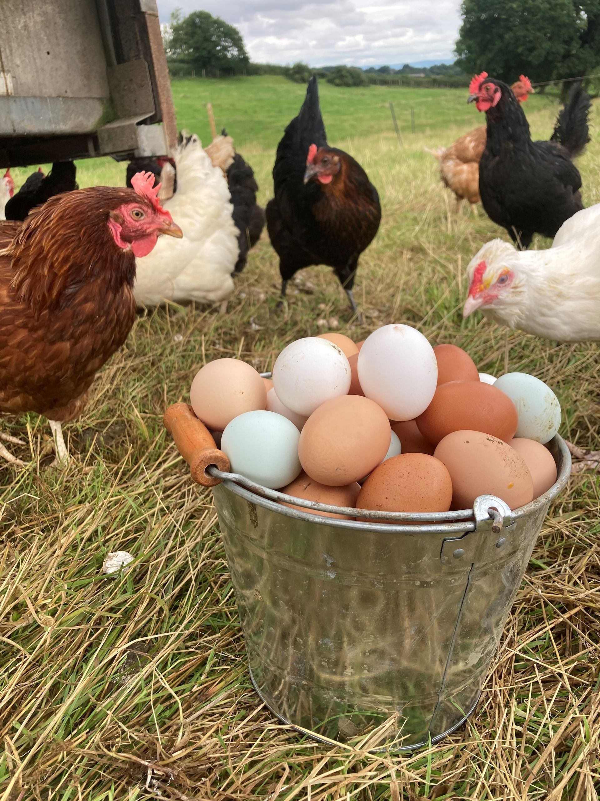 Hens and their pasture raised eggs being collected from family farm in Ripon North Yorkshire, Mallard Grange Farm