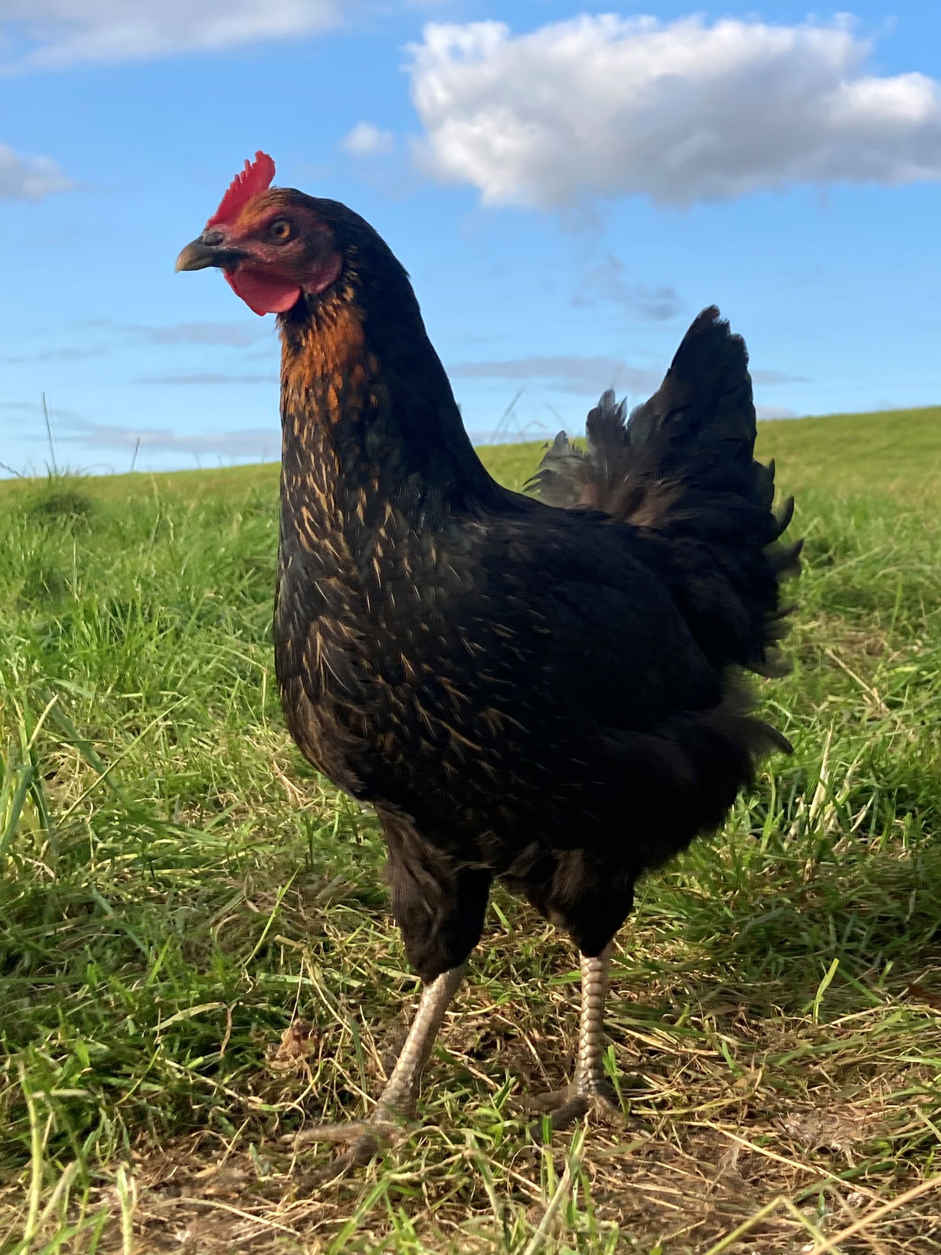 Hen enjoying the sunshine in North Yorkshire opposite National Trust property and near Ripon Cathedral at Mallard Grange Farm