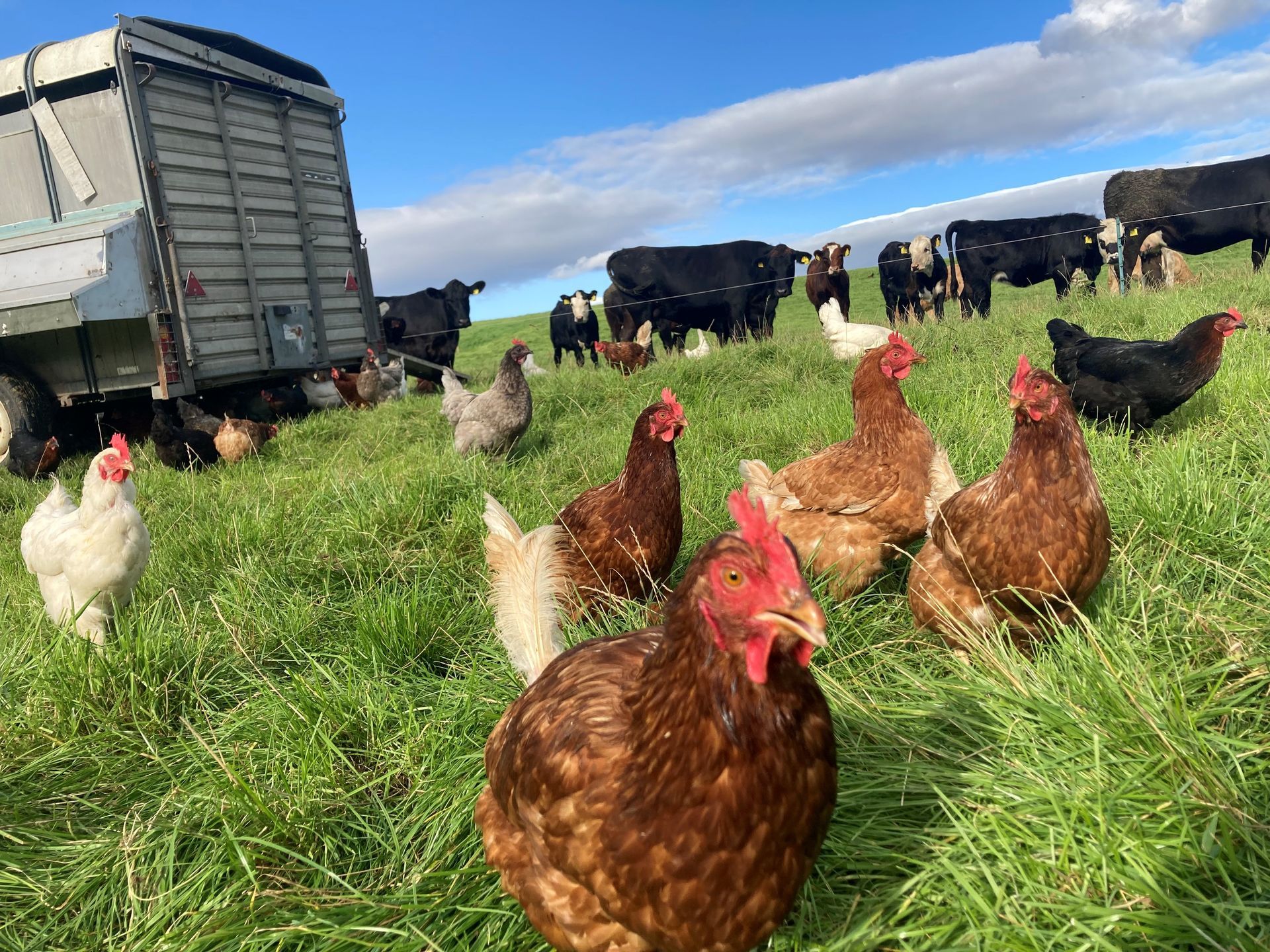 Hens in mobile unit, grazing alongside cattle for nature friendly farming, producing eggs for sale at Mallard Grange Farm