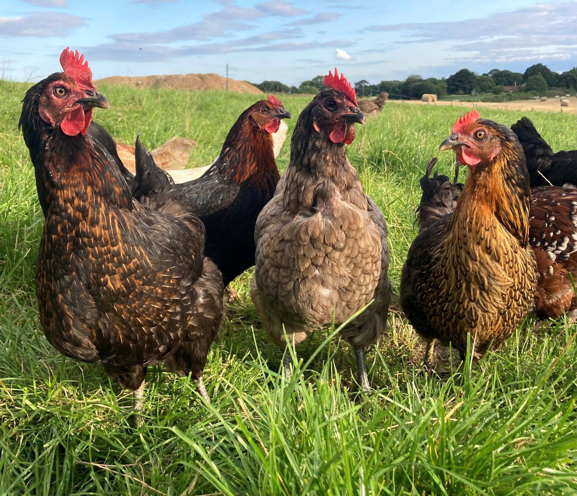 Hens on farmland in Ripon North Yorkshire, livestock integrated for regenerative principles of nature friendly farming.