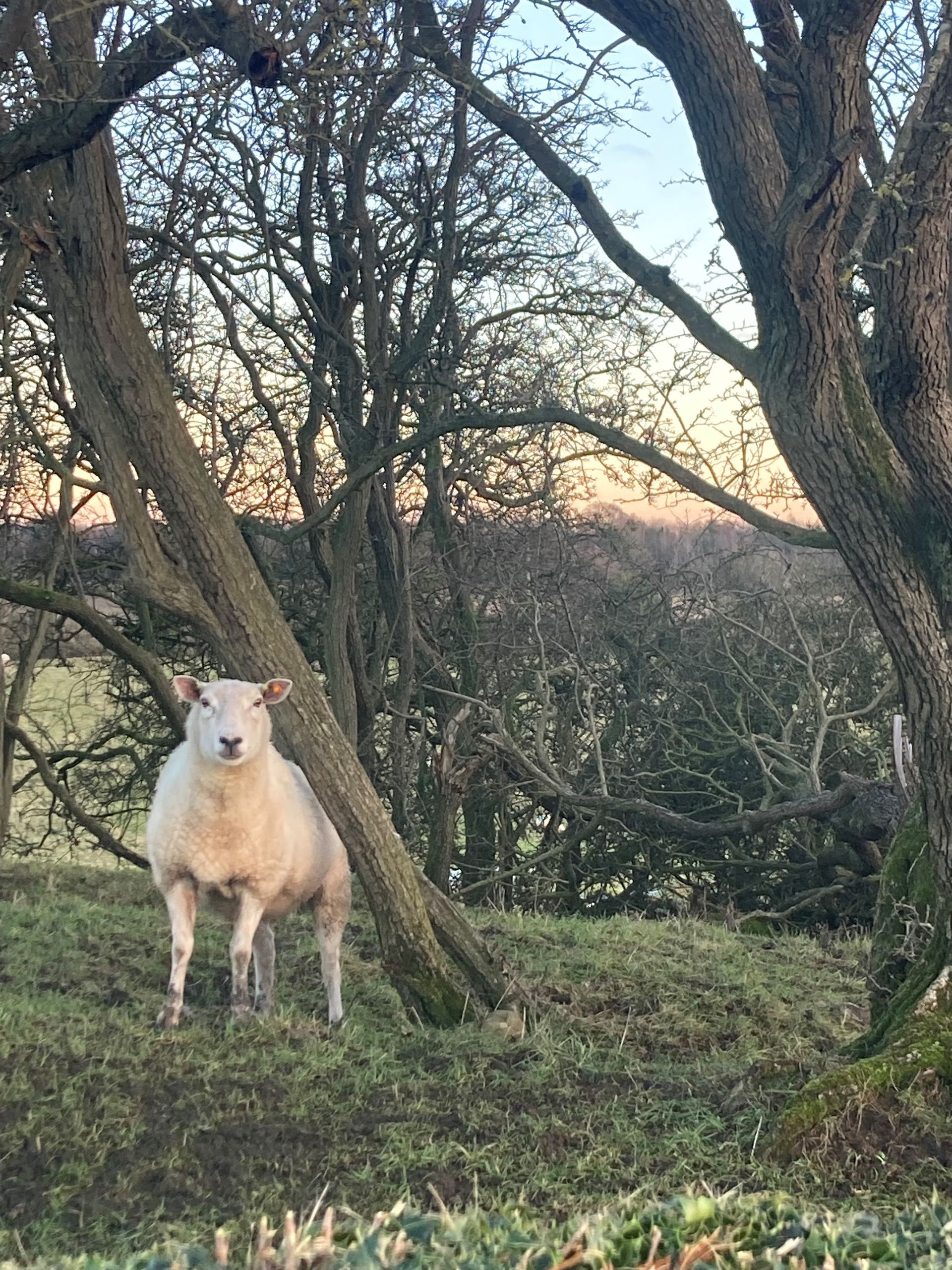 Sheep on regenerate farm in North Yorkshire at Mallard Grange