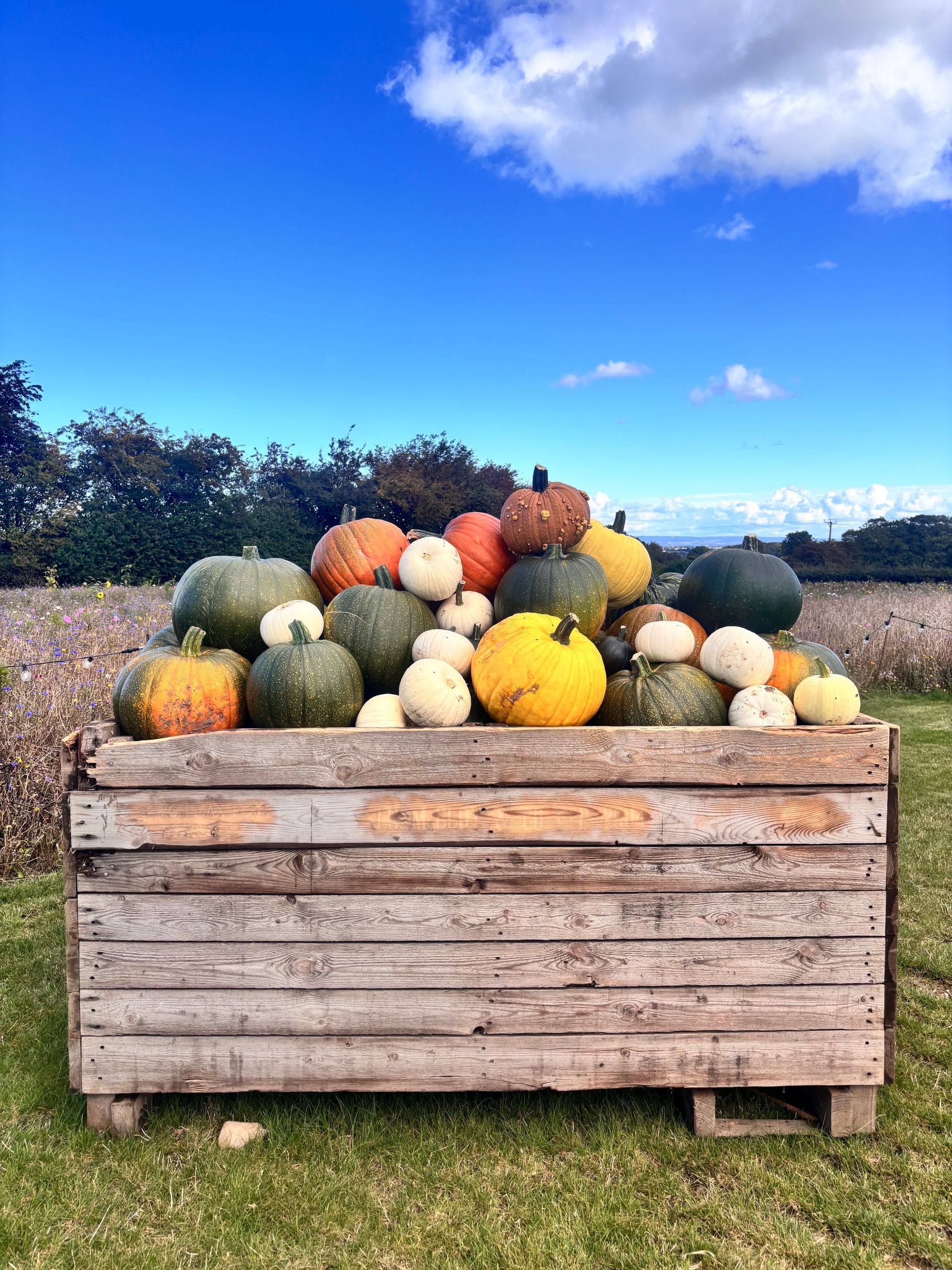 Homegrown pumpkins from October Halloween festival at Mallard Grange Farm in Ripon, area of outstanding natural beauty 