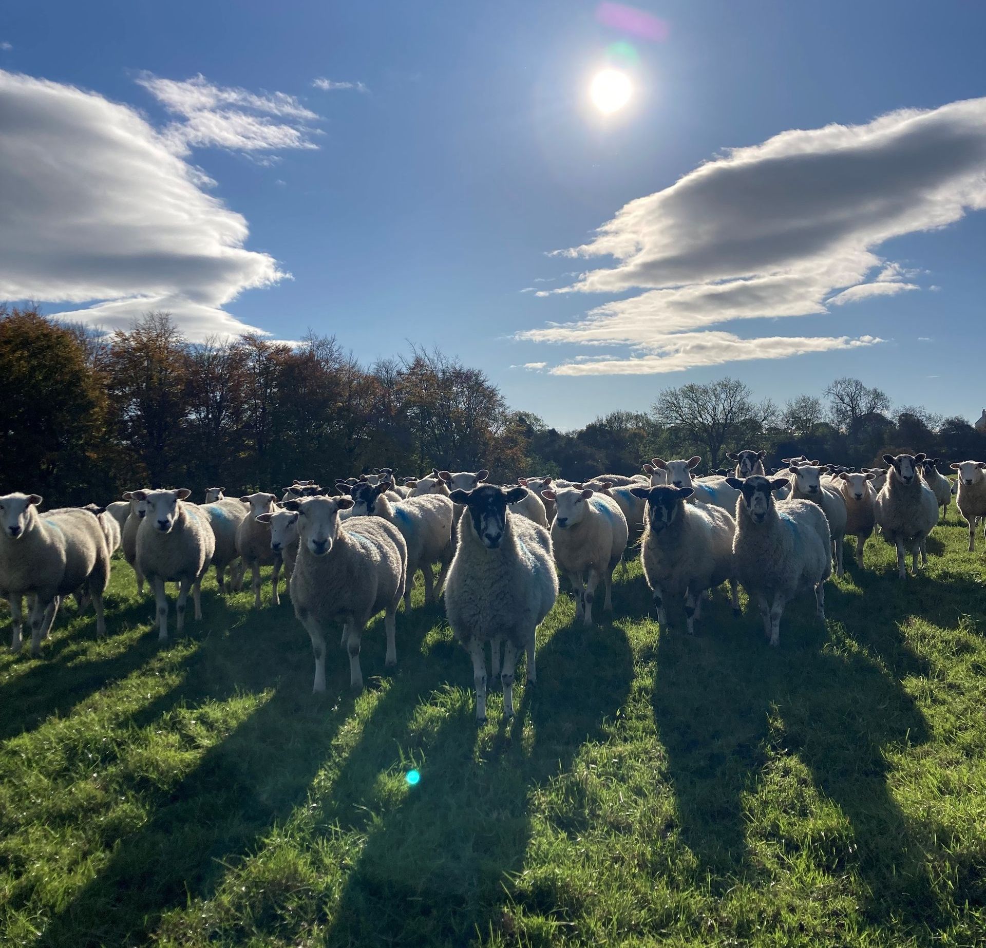 lamb and beef boxes available to buy from British Farm at Mallard Grange in North Yorkshire all grass fed