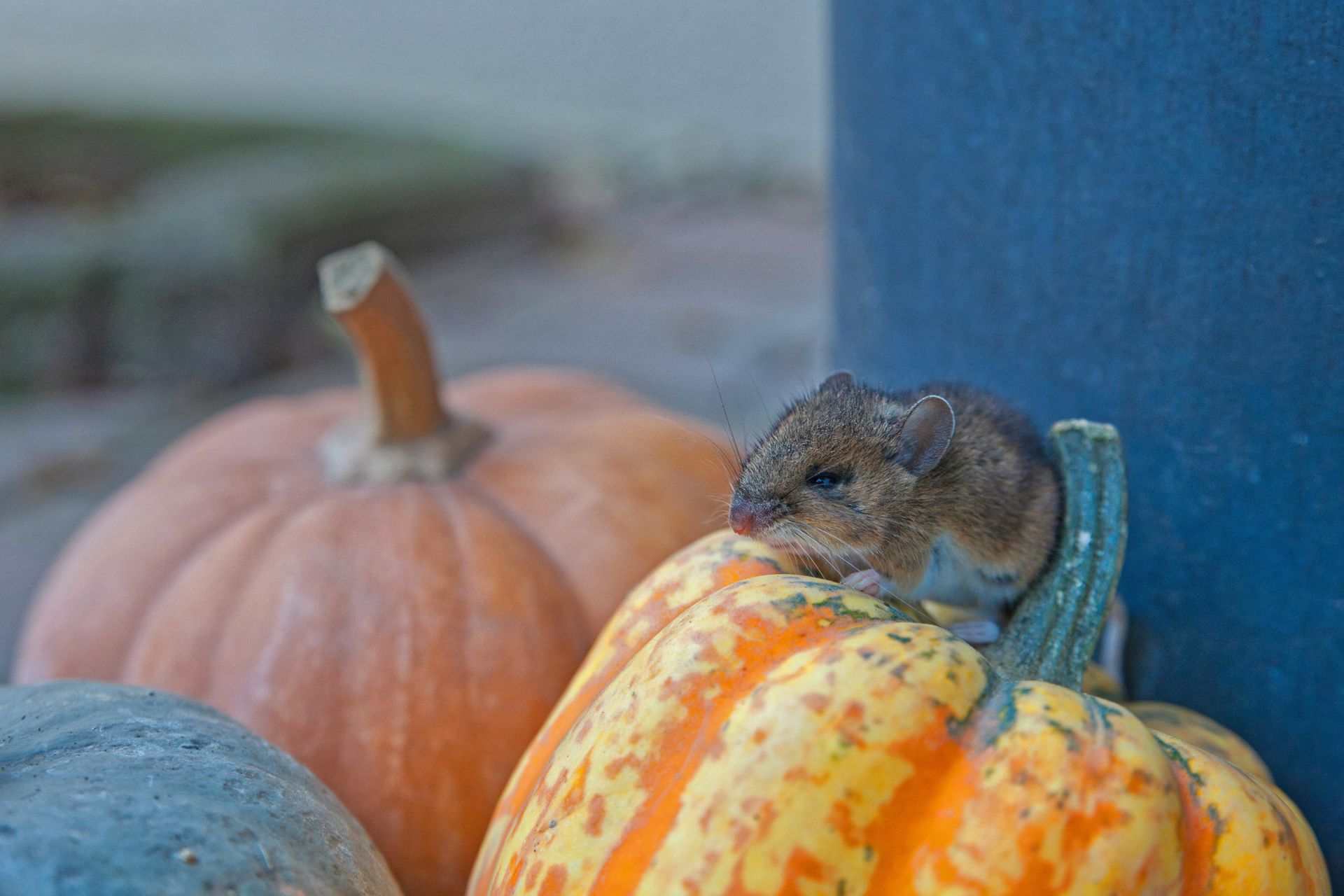 Mouse perched on a colorful pumpkin, resting by a larger orange pumpkin and blue cylinder.