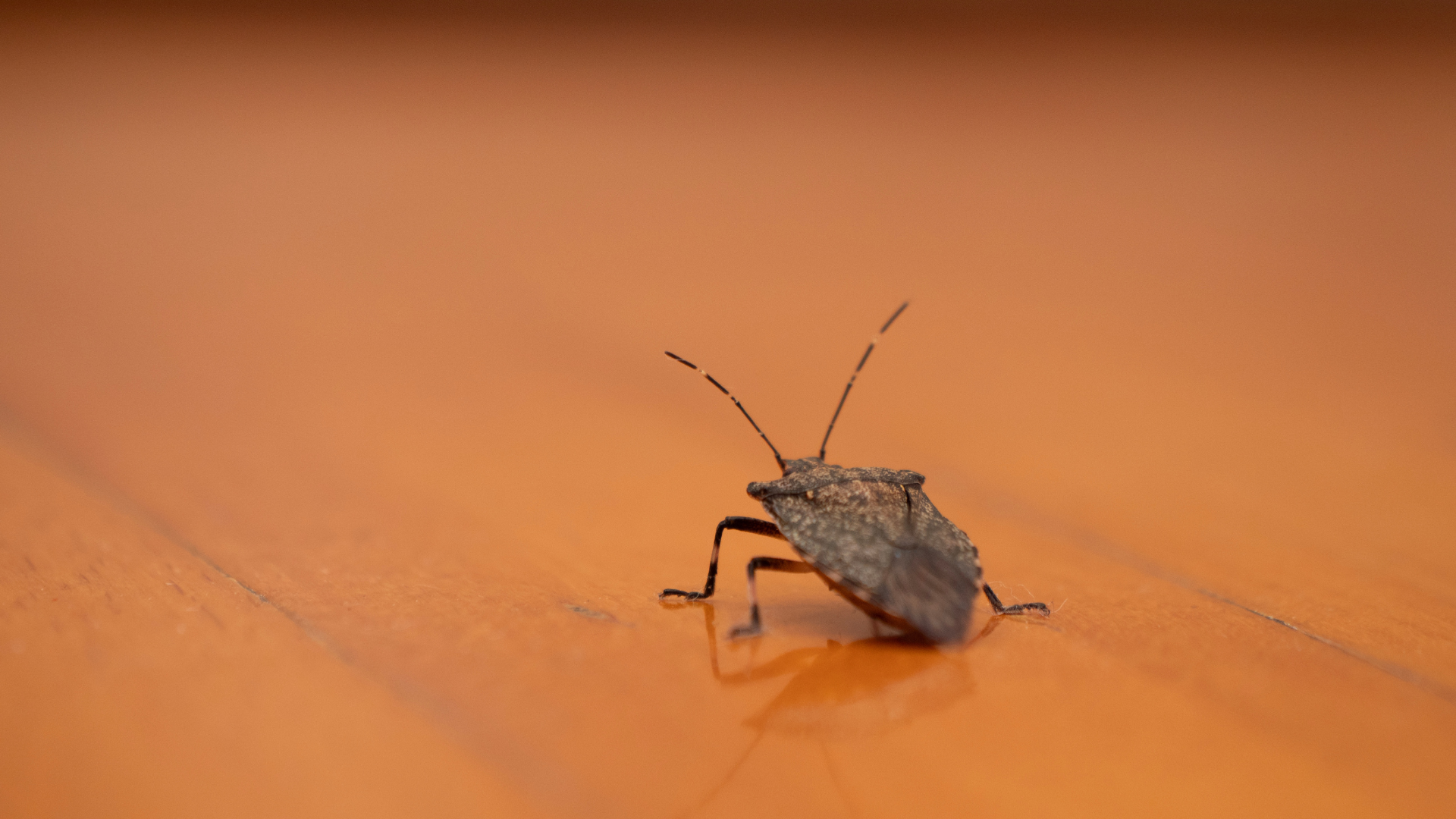 A brown stink bug crawls on a smooth, light-brown wooden surface.