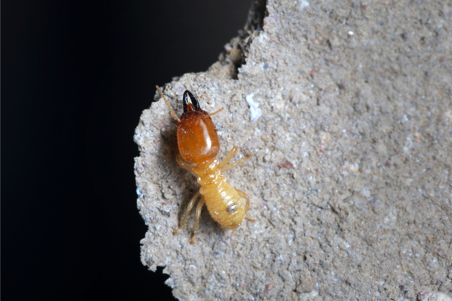 Get-Rid-Of-Ants