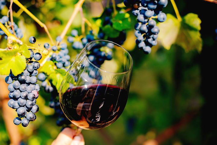 vino rosso vigneto