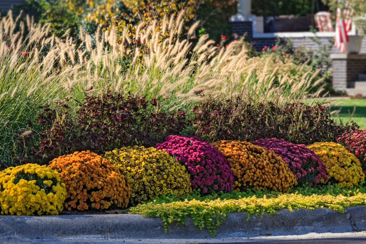 A row of colorful flowers on the side of a road