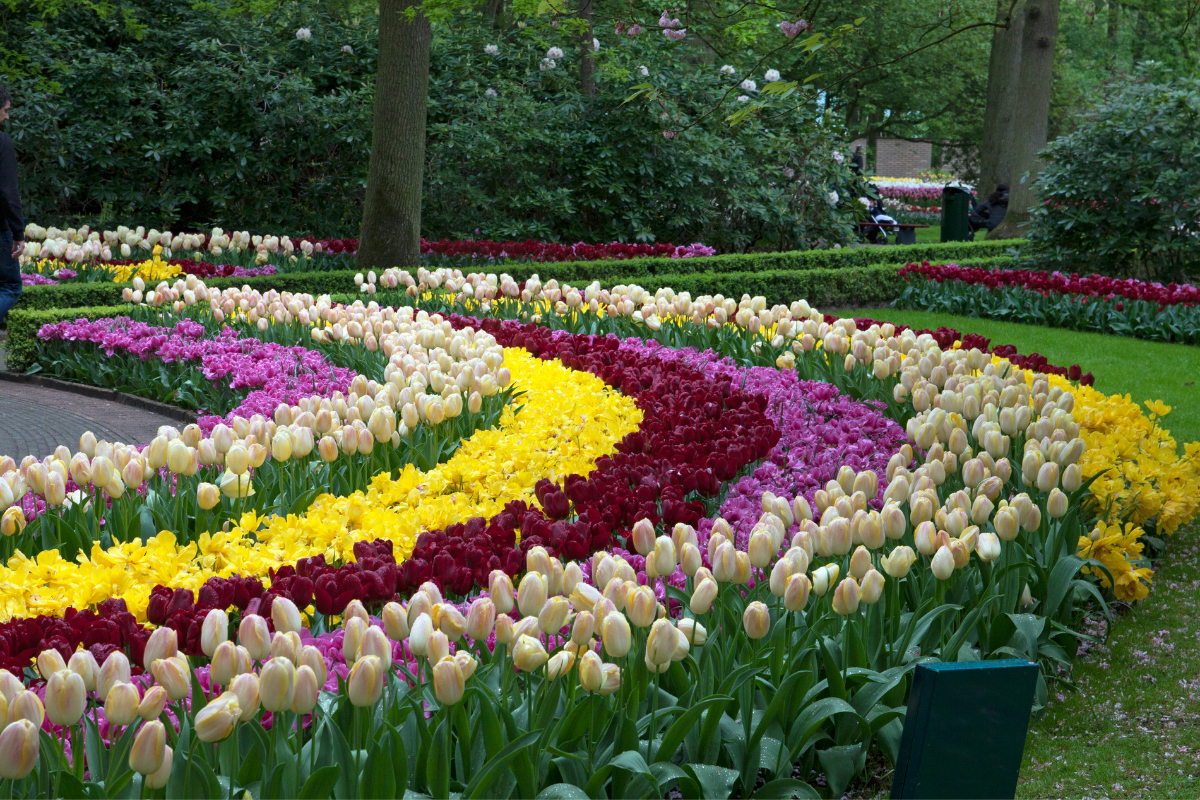 A garden filled with lots of different colored flowers