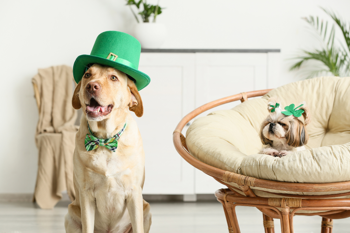 A dog wearing a green hat and bow tie