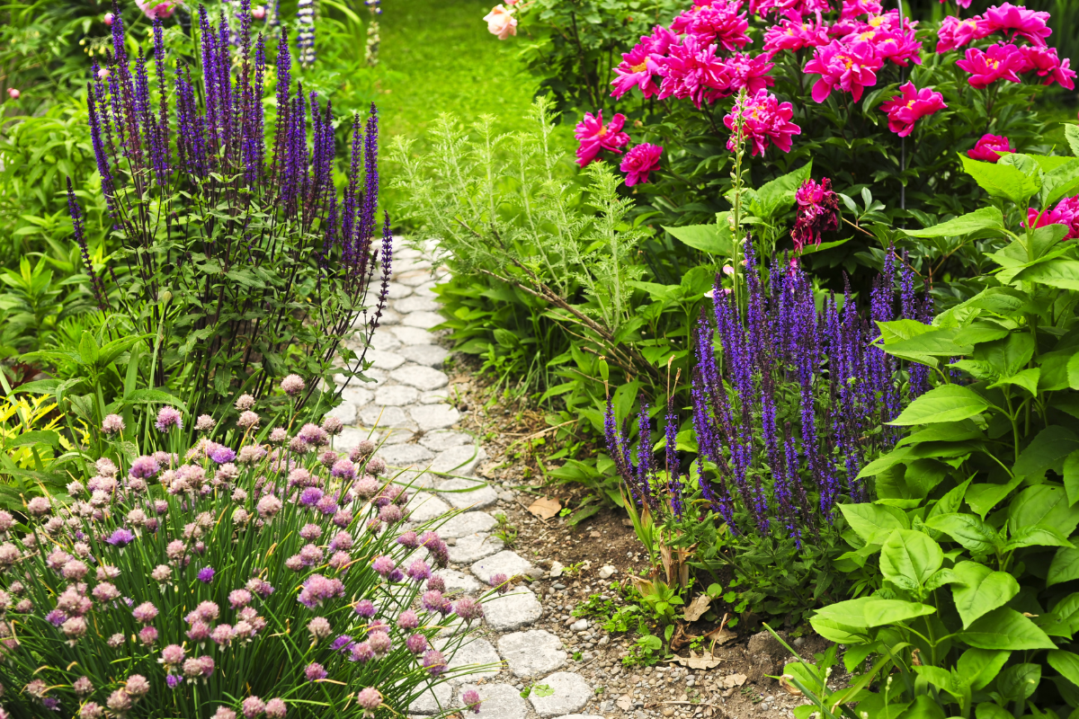 A stone path in a garden with pink and purple flowers