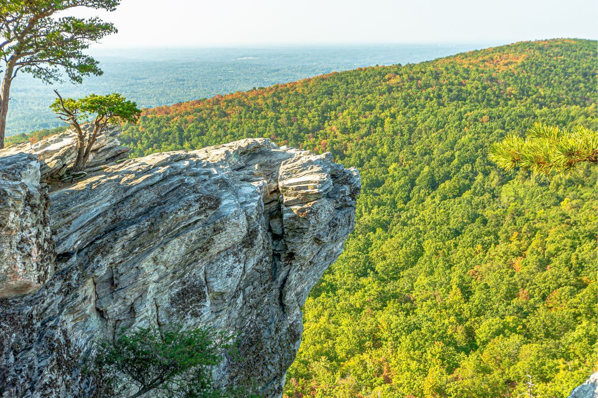 A tree is growing on a rocky cliff overlooking a lush green forest