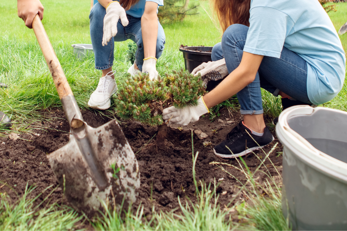 Two people are planting a tree in the dirt with a shovel.