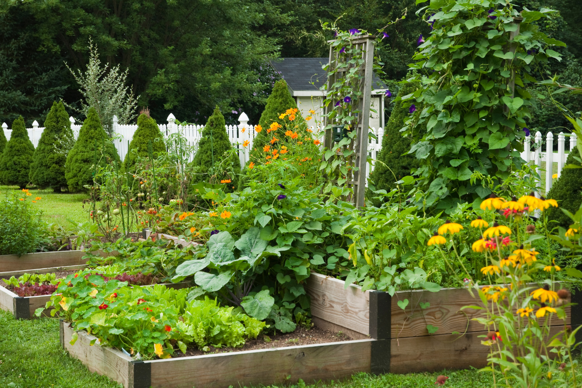 backyard container garden with fall vegetable's 