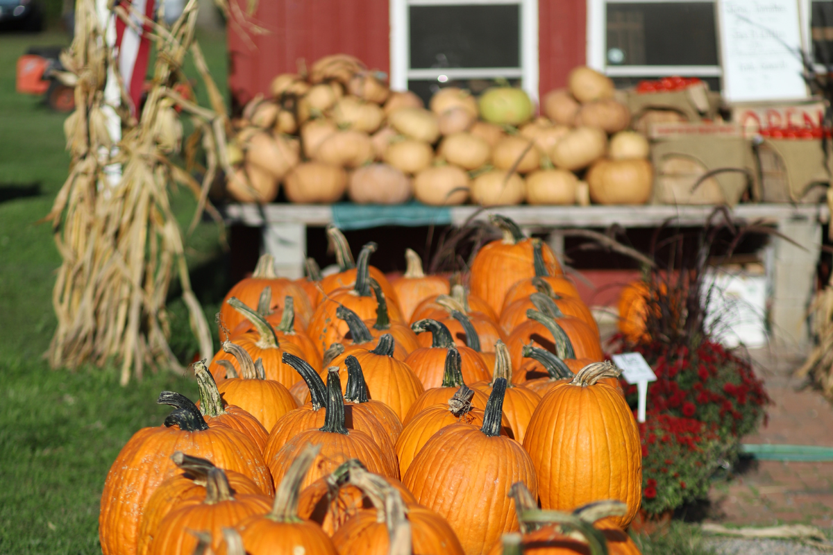 A bunch of pumpkins in front of a red barn that says ranch