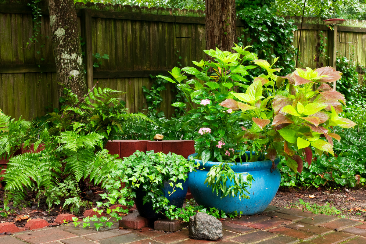 A blue potted plant sits on a brick patio next to a wooden fence