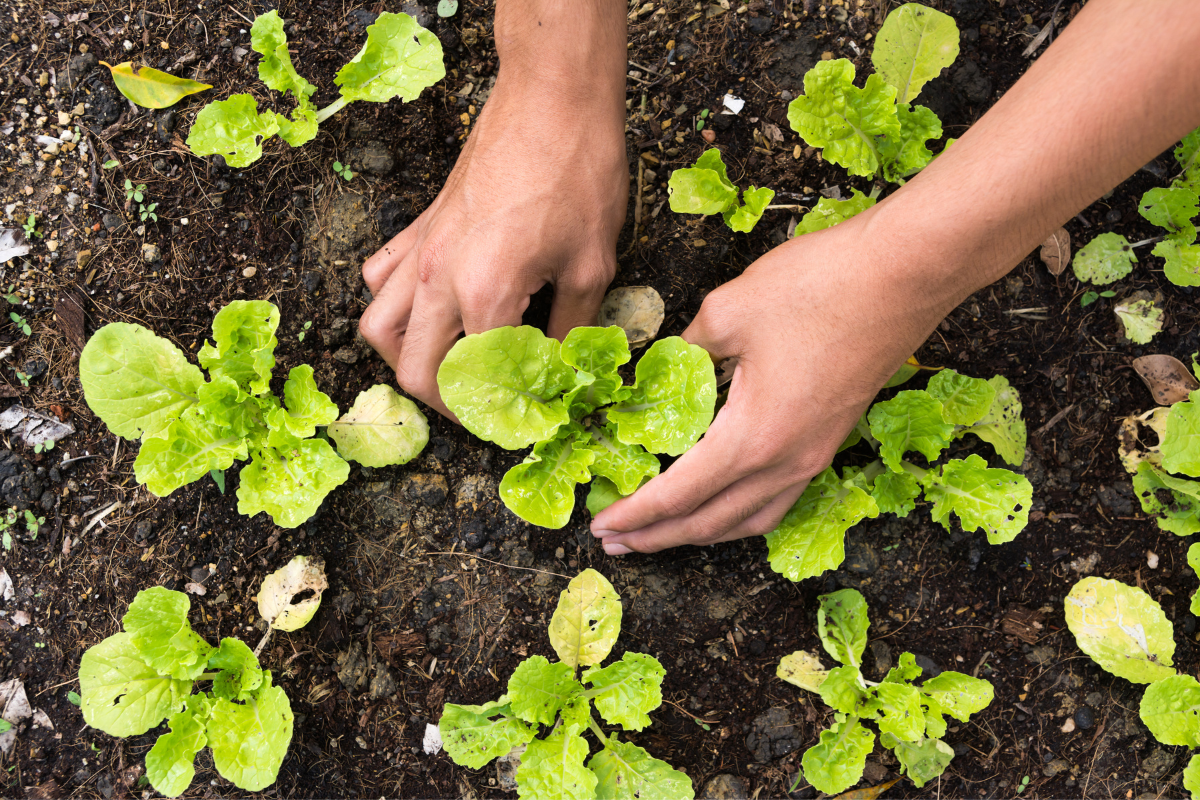 A person is picking lettuce from the ground in a garden