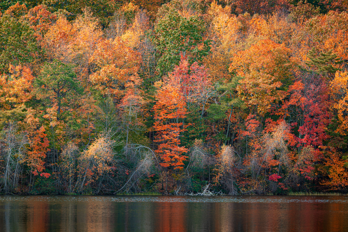 A lake surrounded by trees that are changing colors