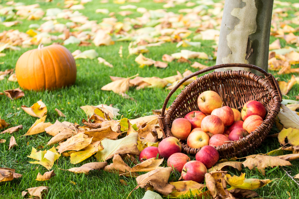 A basket of apples is sitting on the grass next to a pumpkin.