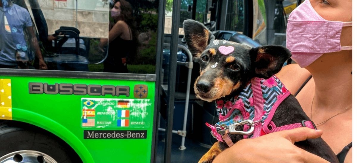 Uma mulher usando uma máscara está segurando um cachorro em um ônibus.