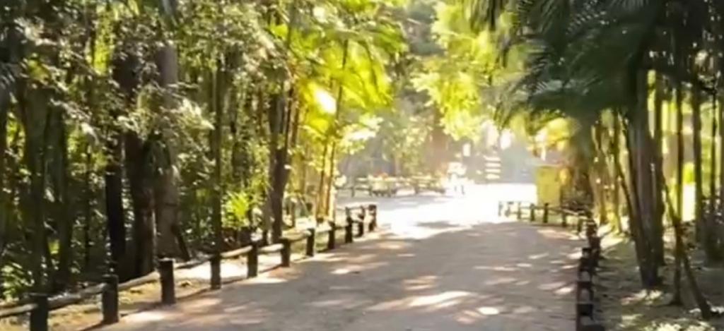 O sol está brilhando através das árvores em um caminho na floresta.