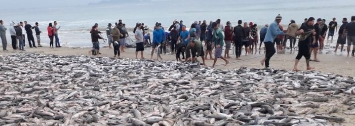 Pesca da Tainha