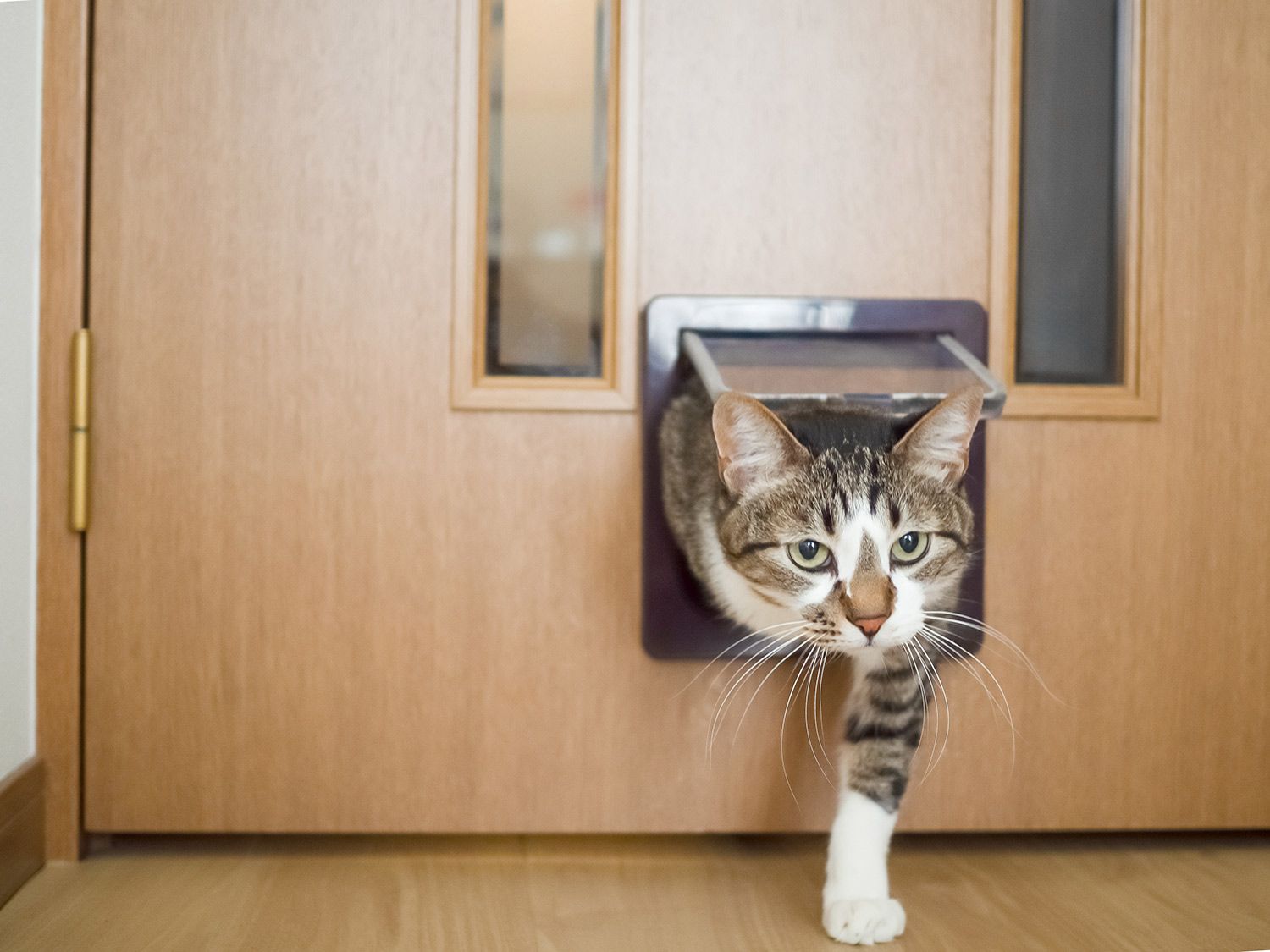 View of a grey and white cat entering the house through a pet door. View of a grey and white cat entering the house through a pet door.