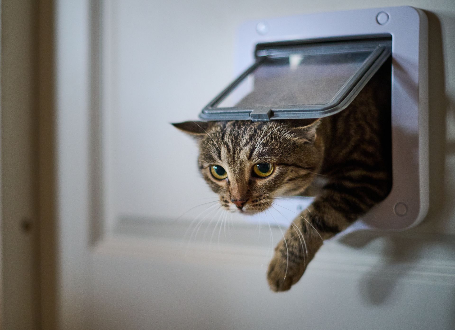 Tabby cat climbing through a white cat flap after pet door installation.