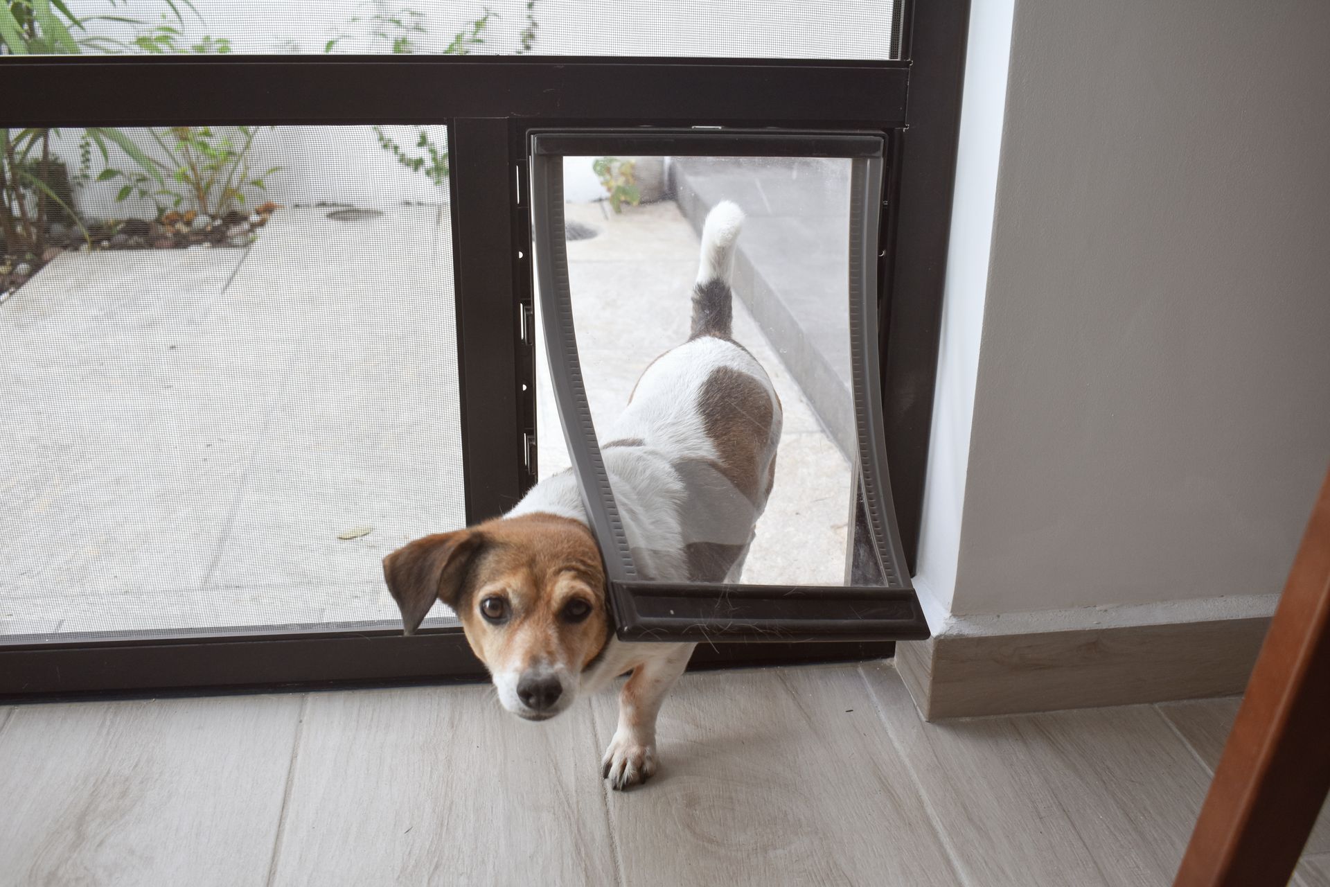 A dog is passing through a sliding glass door.